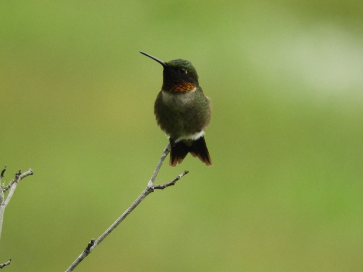 Ruby-throated Hummingbird - Lori O'Bar