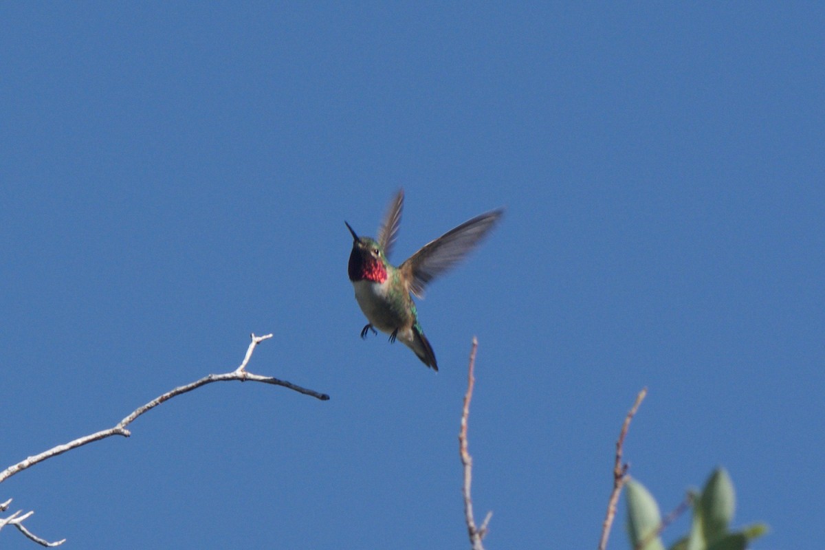Broad-tailed Hummingbird - ML246592211