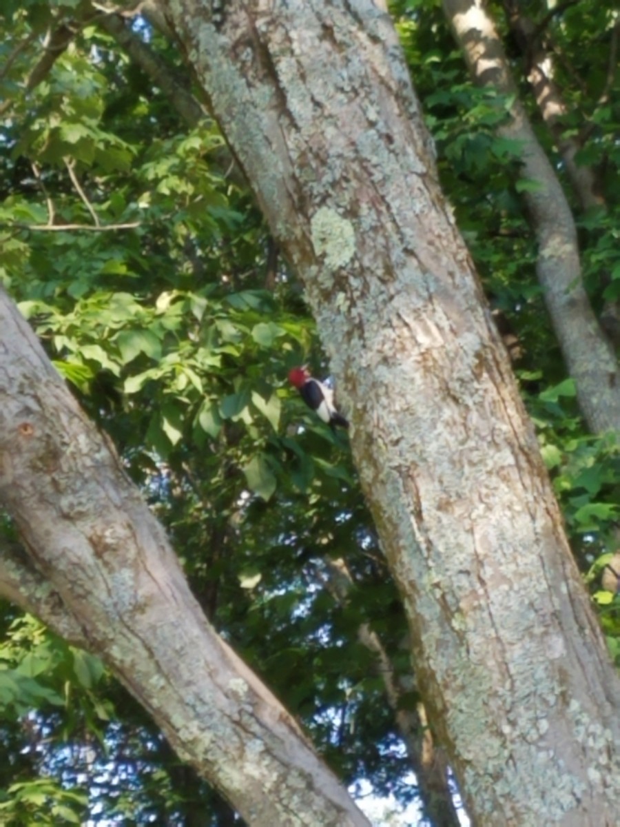 Red-headed Woodpecker - ML246592231