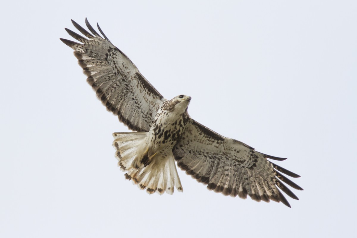 Red-tailed Hawk (Harlan's) - ML246596541