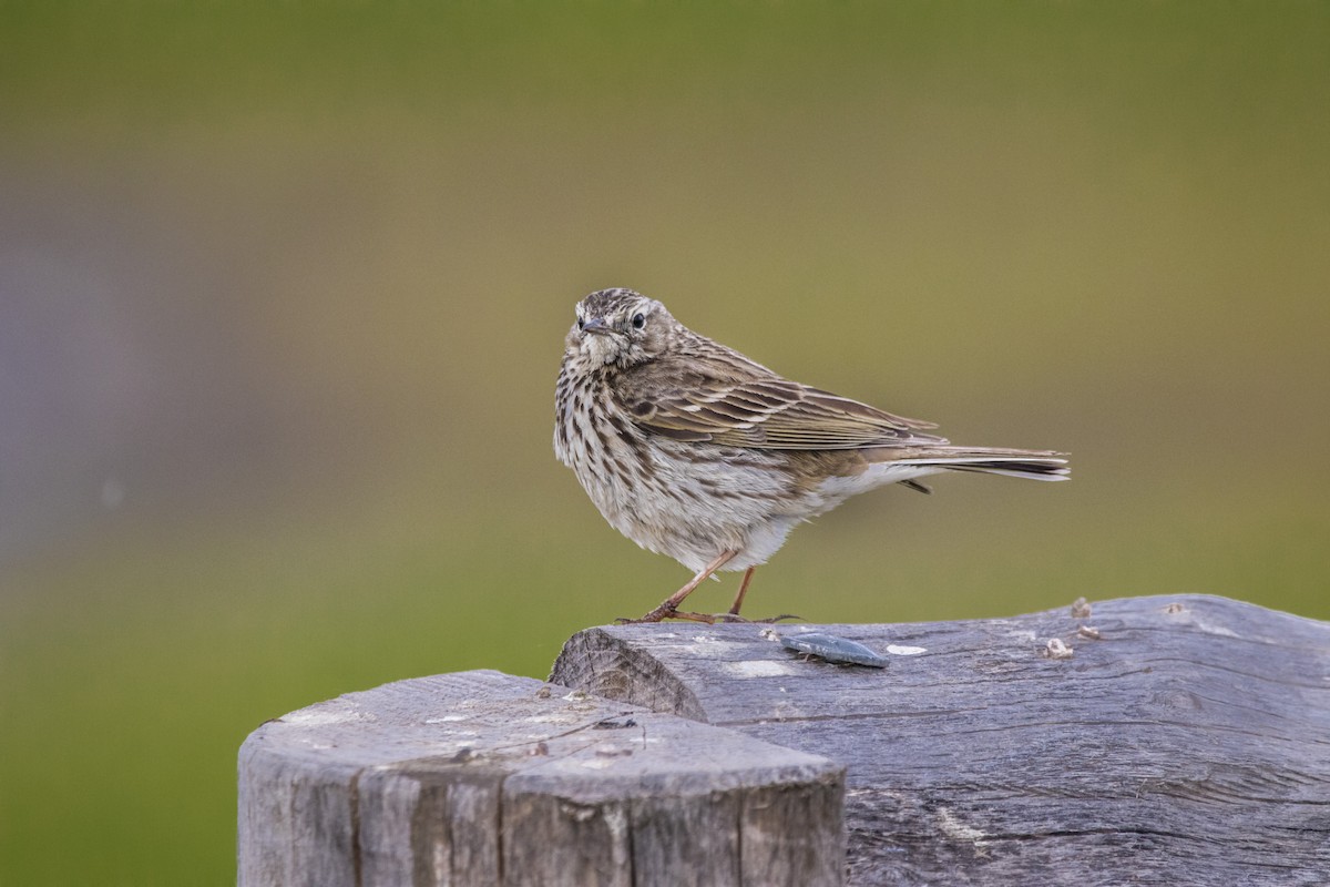 Meadow Pipit - ML246599391