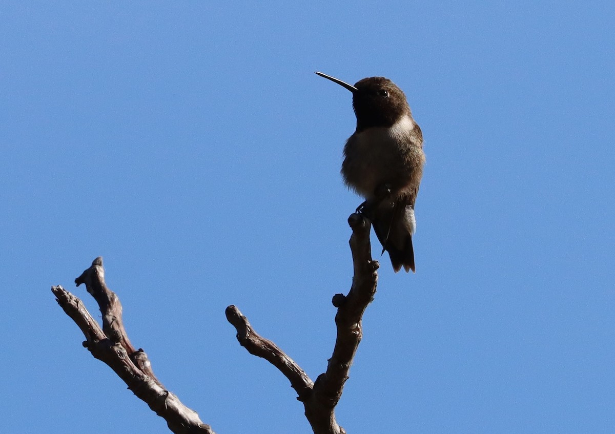Black-chinned Hummingbird - Steve Tucker