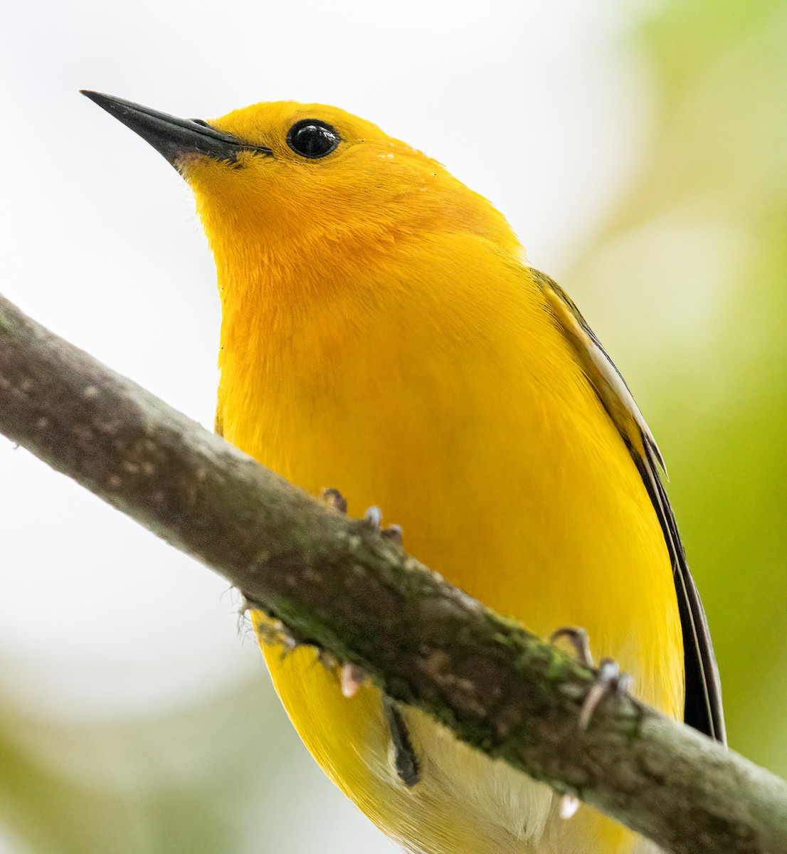 Prothonotary Warbler - ML246600321