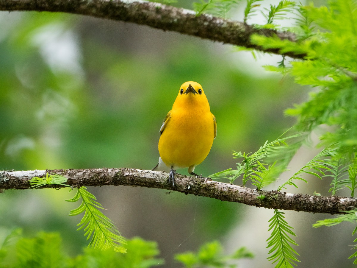 Prothonotary Warbler - ML246600361
