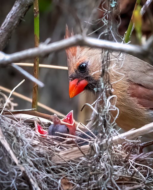 baby cardinal in nest