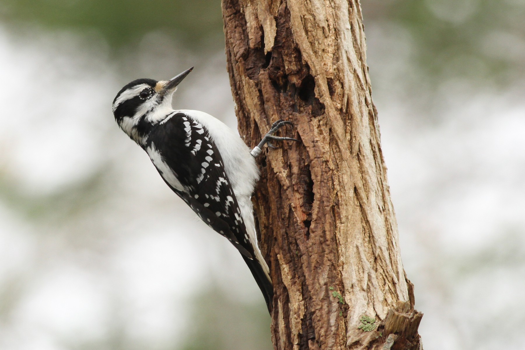 Волосатый дятел [группа villosus] - eBird