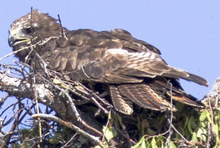 Red-tailed Hawk (Harlan's) - ML246602321