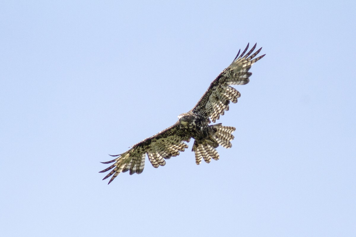 Red-tailed Hawk (Harlan's) - ML246602341