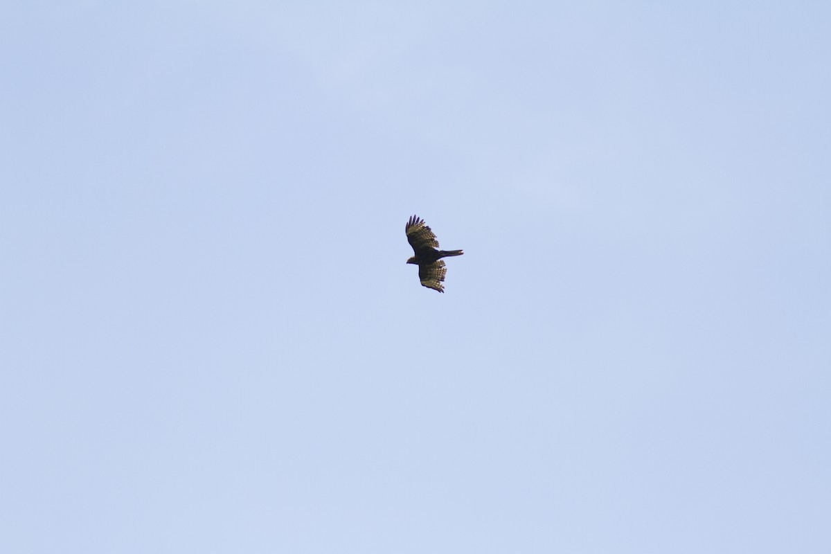 Red-tailed Hawk (Harlan's) - ML246602391