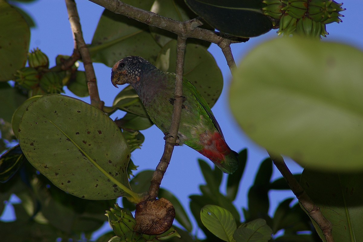 Speckle-faced Parrot - ML246603191