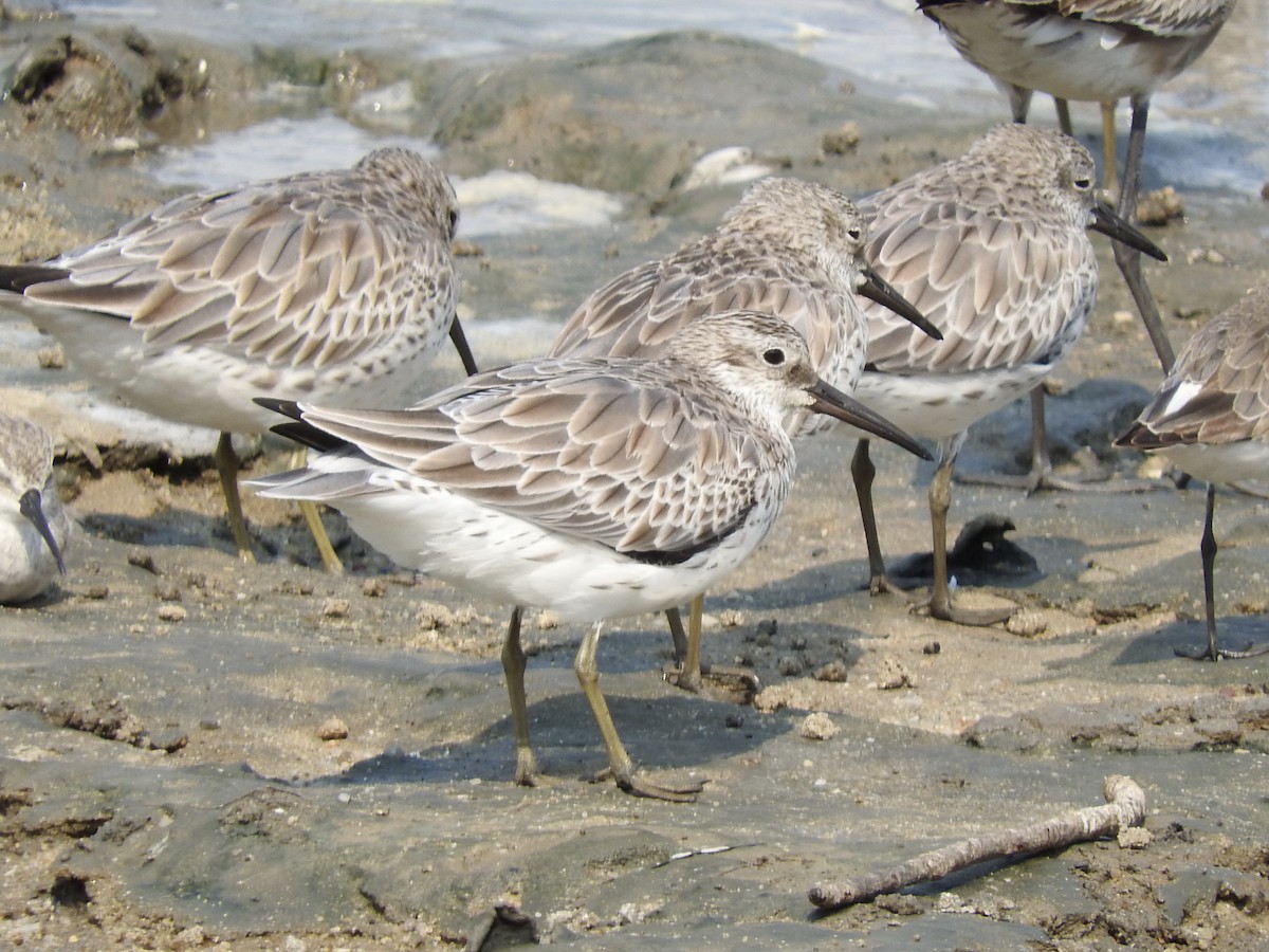 Great Knot - ML246604061