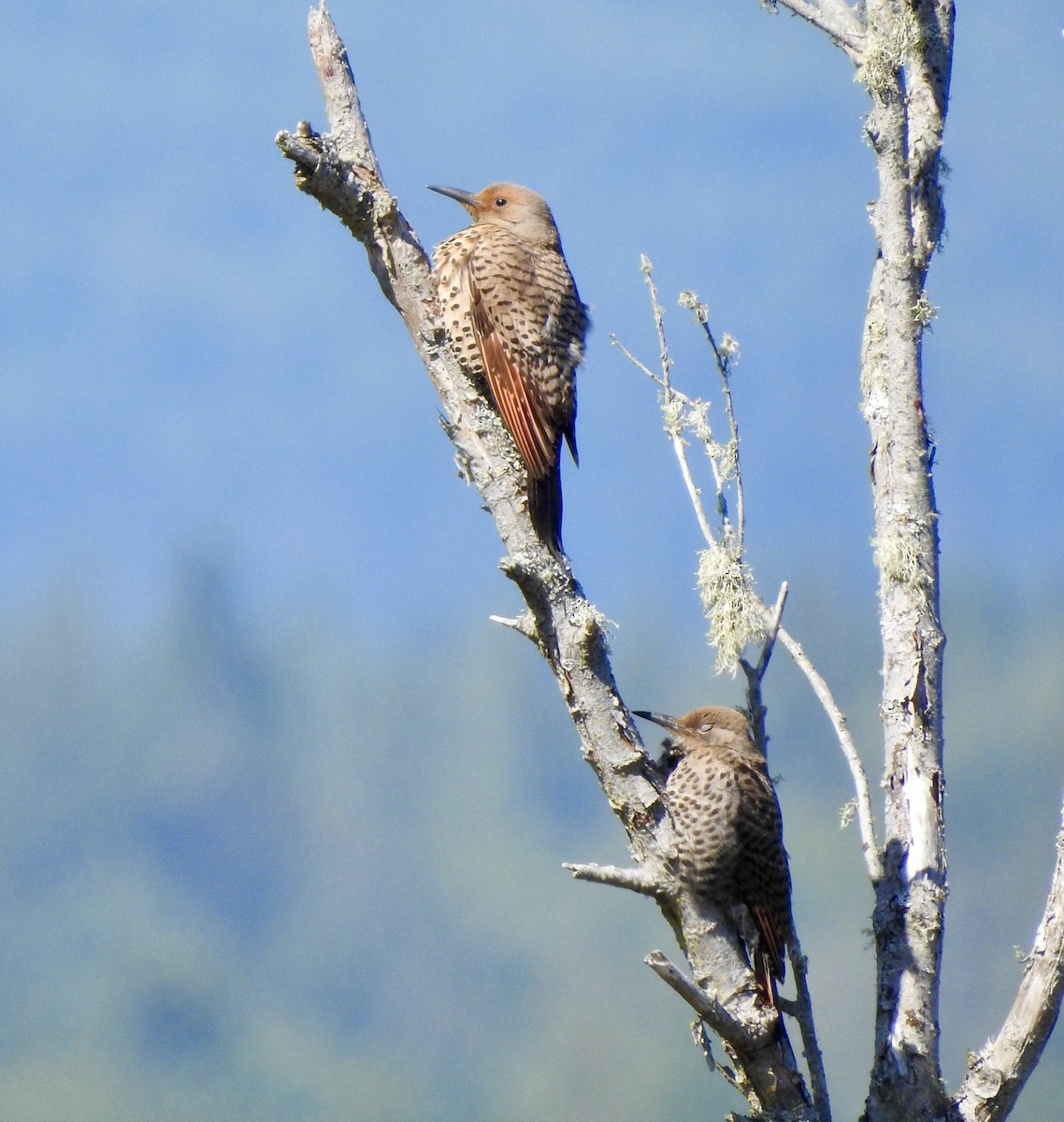 Northern Flicker (Red-shafted) - Malise Prieto