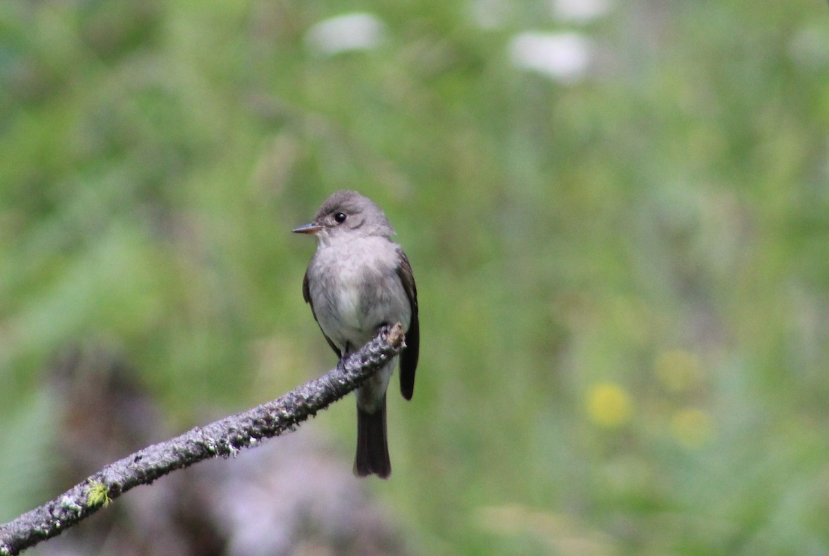 Western Wood-Pewee - Rowan Young-McMurchie