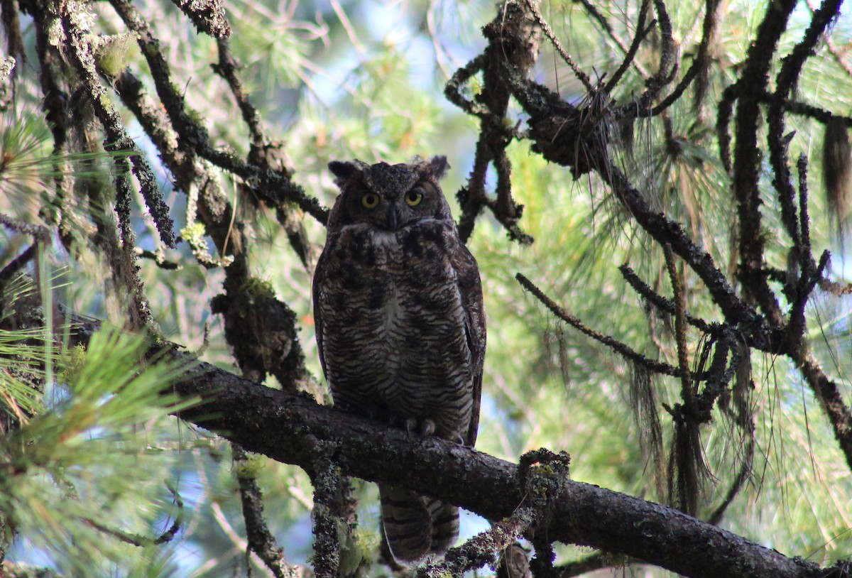 Great Horned Owl - Rowan Young-McMurchie