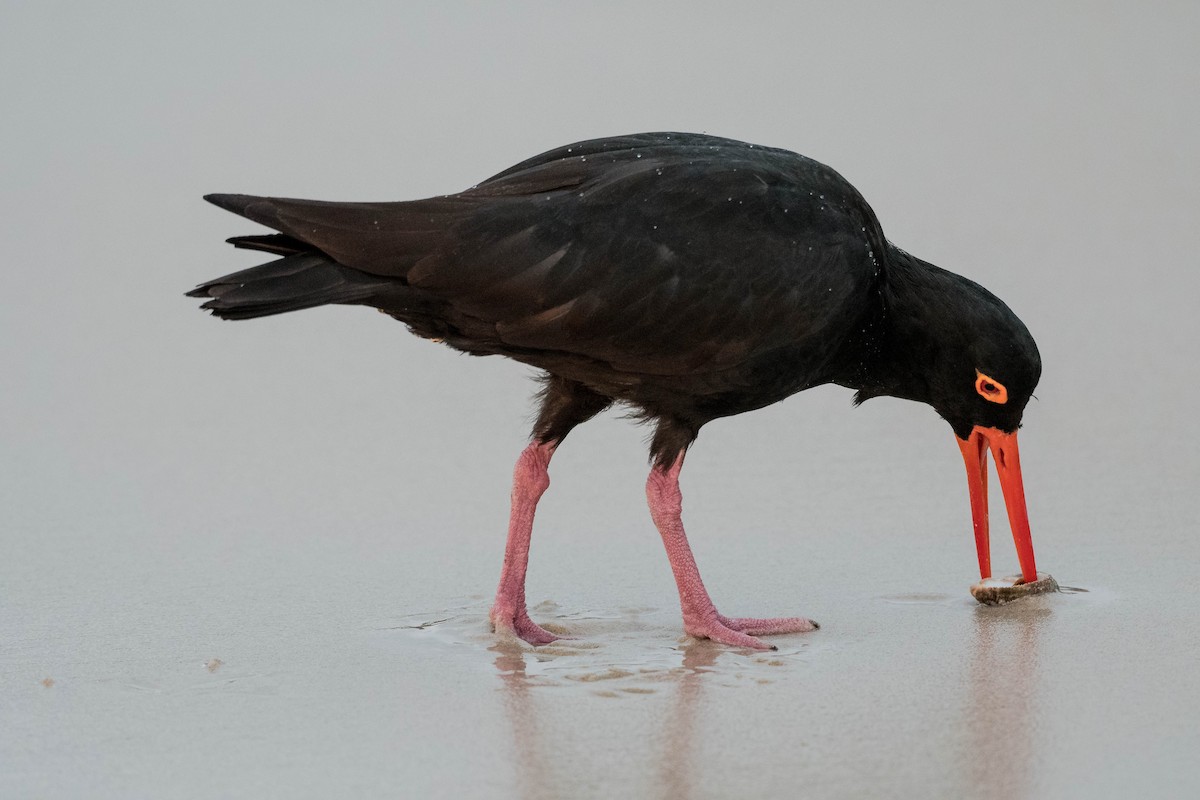 Sooty Oystercatcher - Terence Alexander