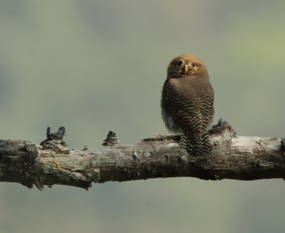 Jungle Owlet - Amit Bandekar