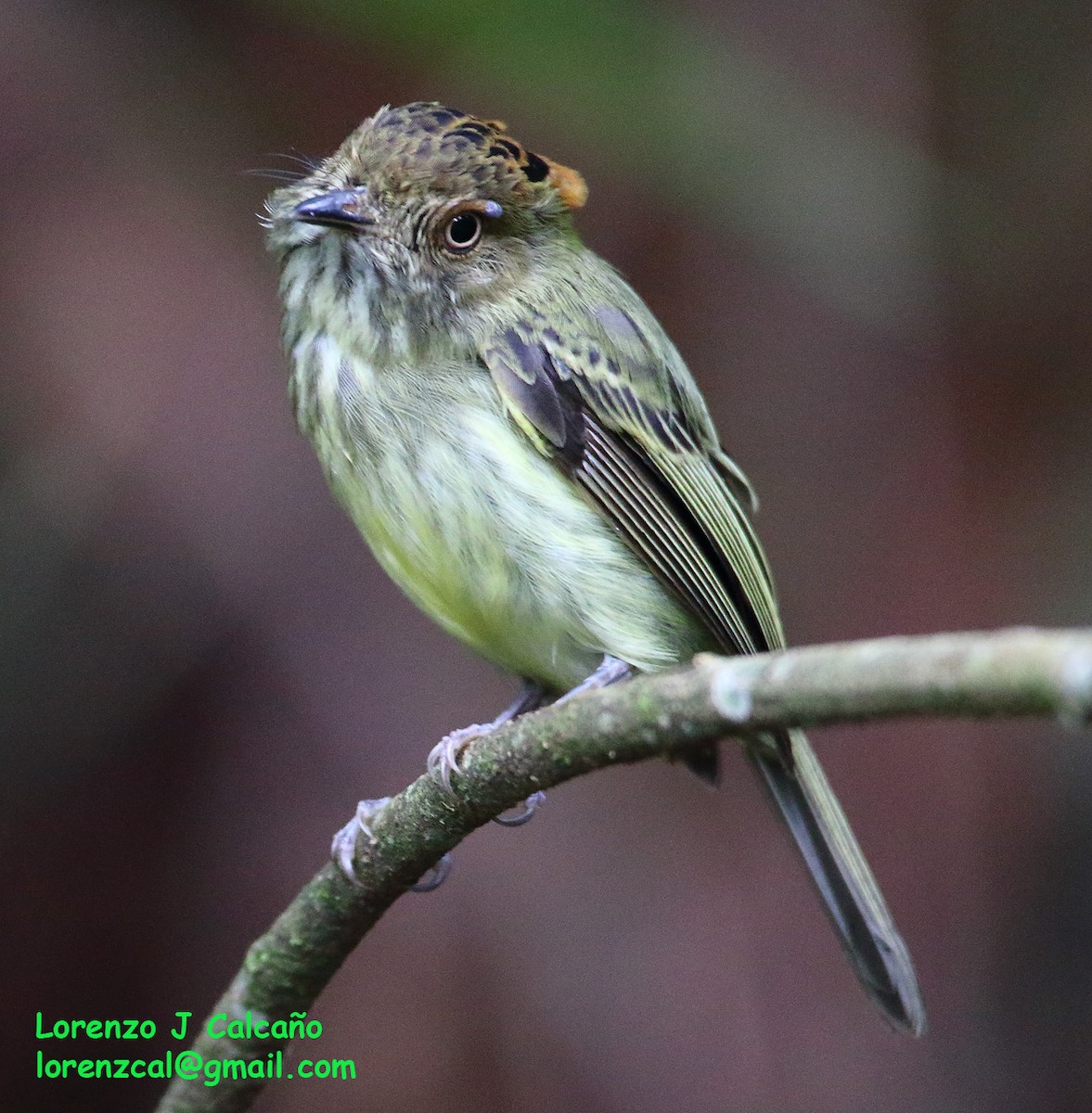 Scale-crested Pygmy-Tyrant - ML246619501