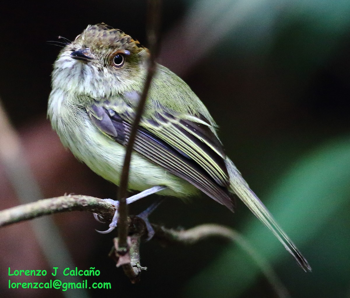 Scale-crested Pygmy-Tyrant - ML246619511
