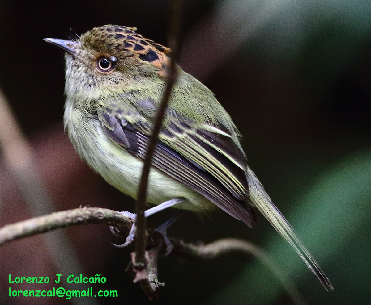 Scale-crested Pygmy-Tyrant - ML246619551