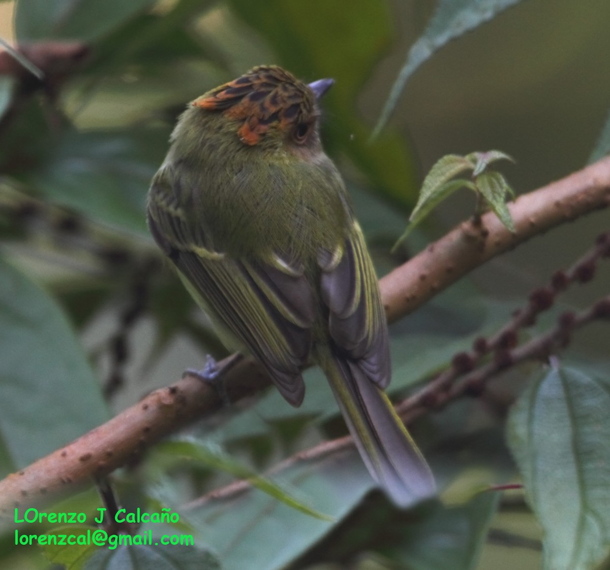 Scale-crested Pygmy-Tyrant - ML246619641
