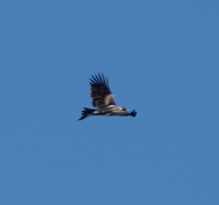 Wedge-tailed Eagle - ML246620121