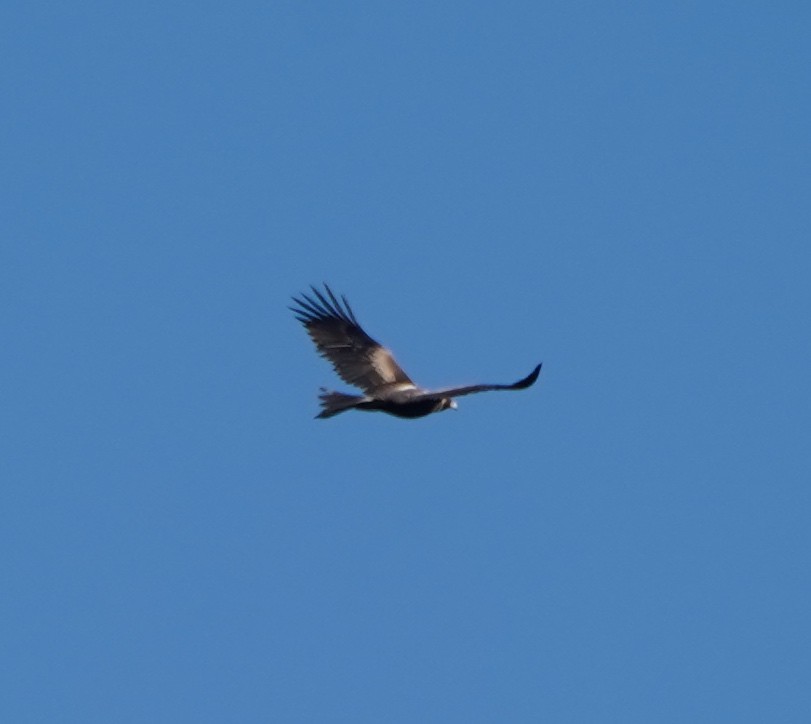 Wedge-tailed Eagle - ML246620131