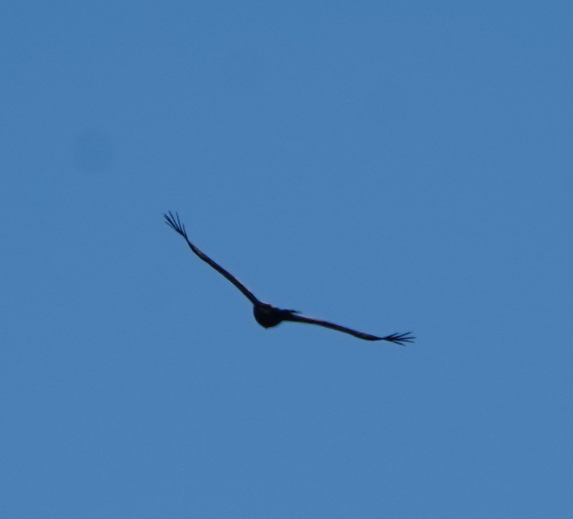 Wedge-tailed Eagle - ML246620141