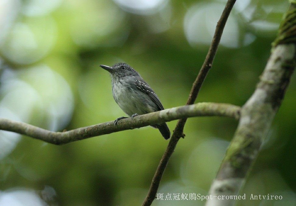 Spot-crowned Antvireo - Qiang Zeng
