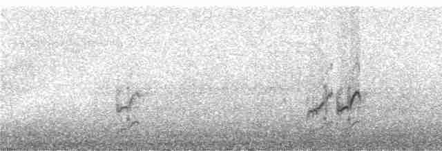 Полосатый калита - ML246622