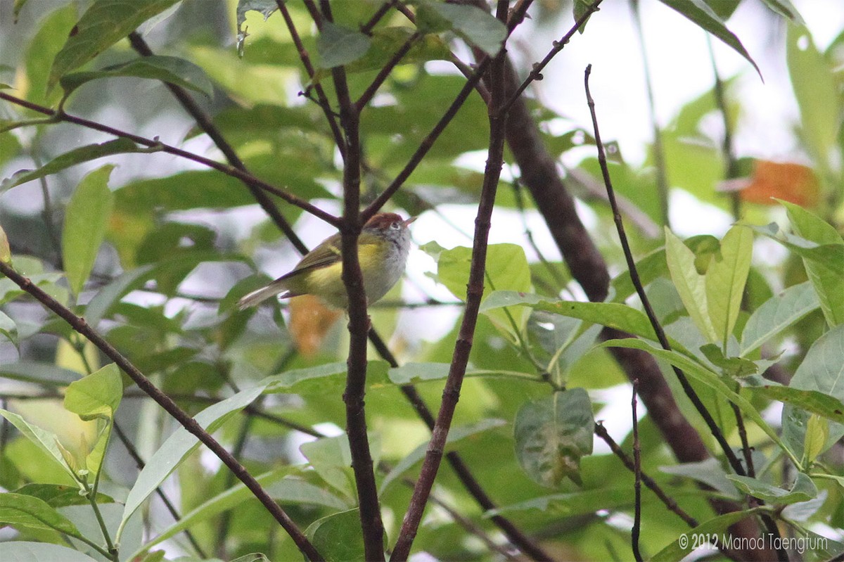 Chestnut-crowned Warbler - ML246625391