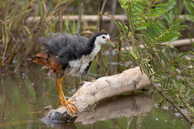 White-breasted Waterhen - eBird