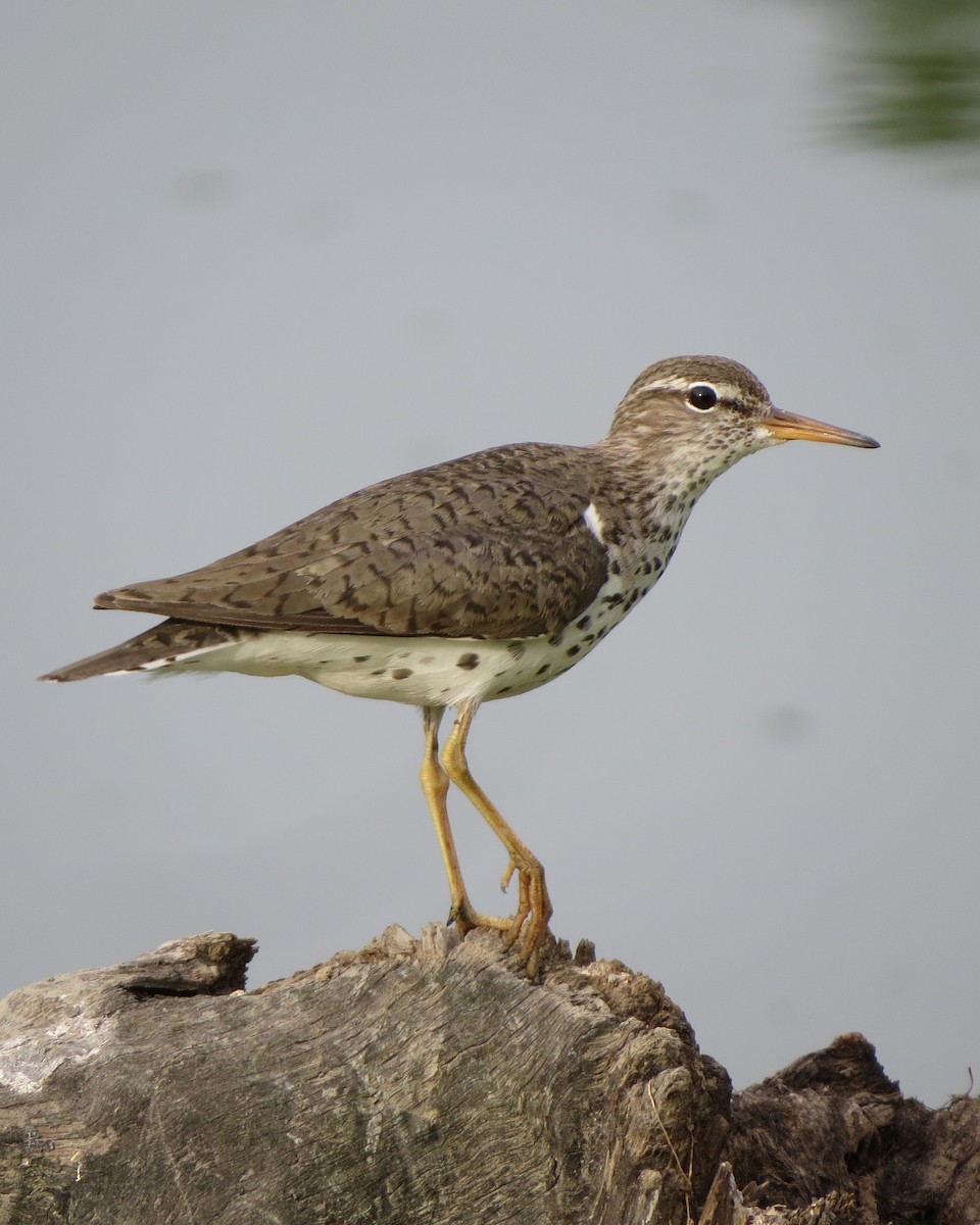 Spotted Sandpiper - Tristan Lowery