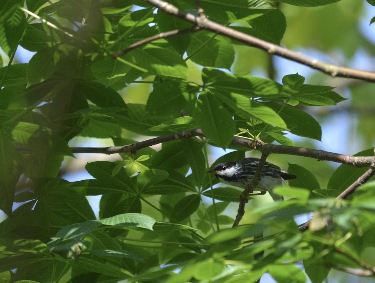 Blackpoll Warbler - Adriana Losey