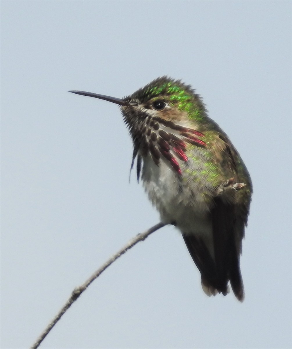 Calliope Hummingbird - ML246641841