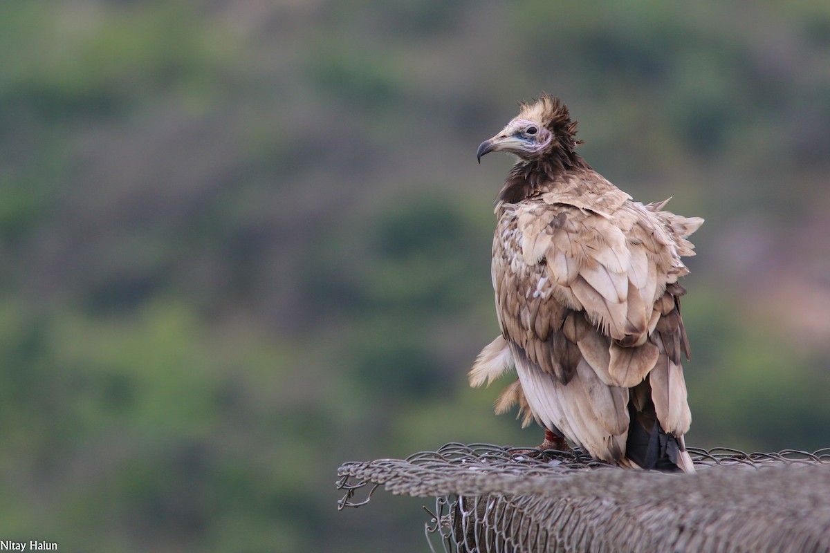 Egyptian Vulture - nitay haiun