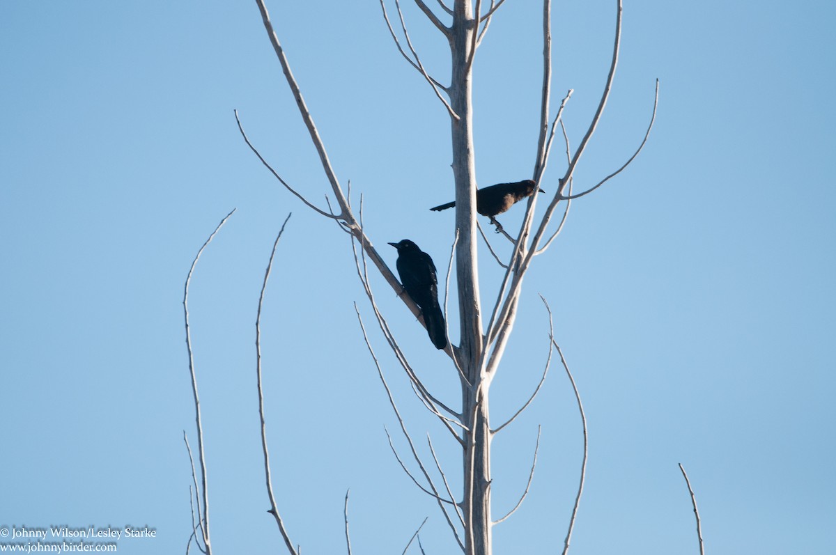 Great-tailed Grackle - ML246649091