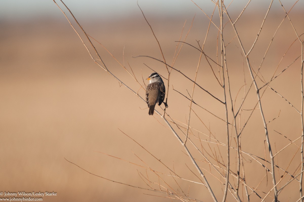 White-crowned Sparrow (Gambel's) - ML246649111
