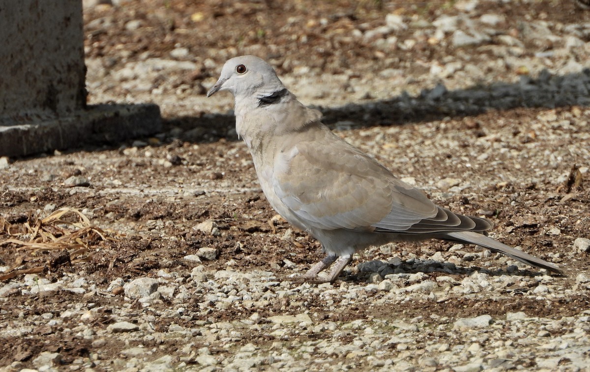 Eurasian Collared-Dove - ML246653031