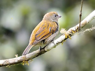  - Dwarf Honeyguide