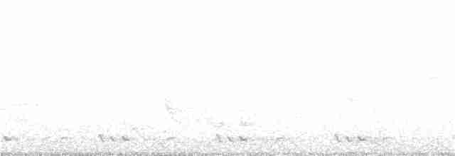 Rhipidure à gorge blanche - ML246654871