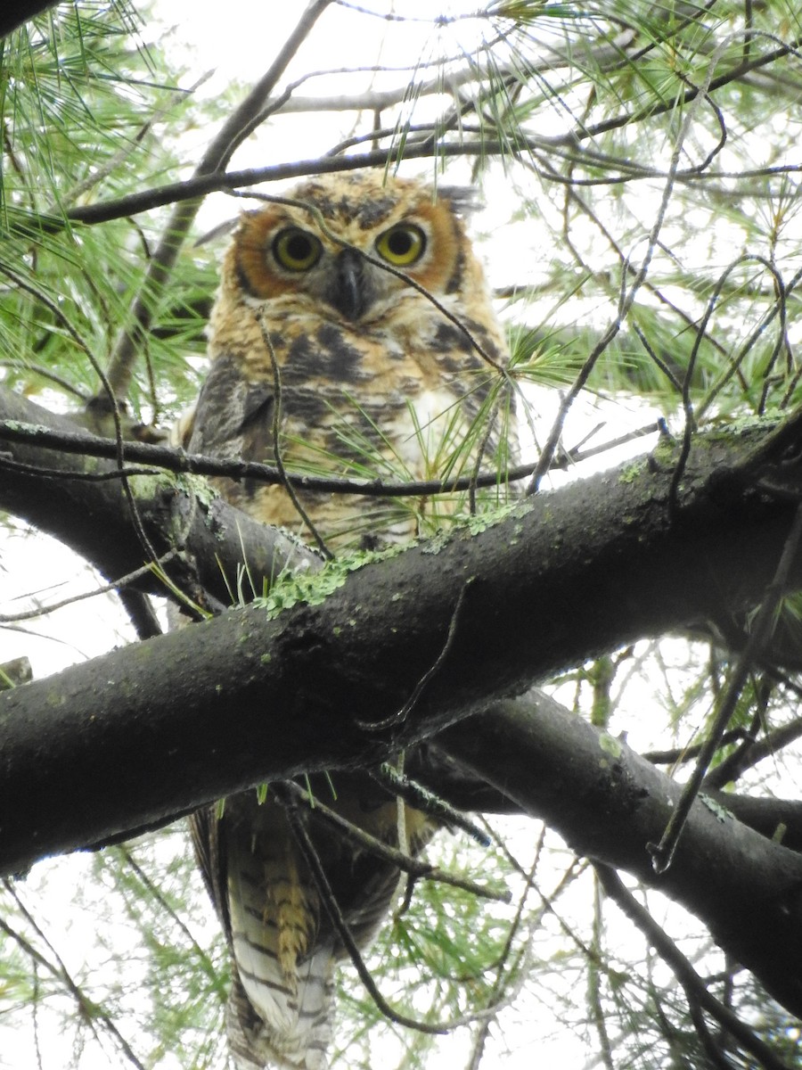 Great Horned Owl - Cory Elowe