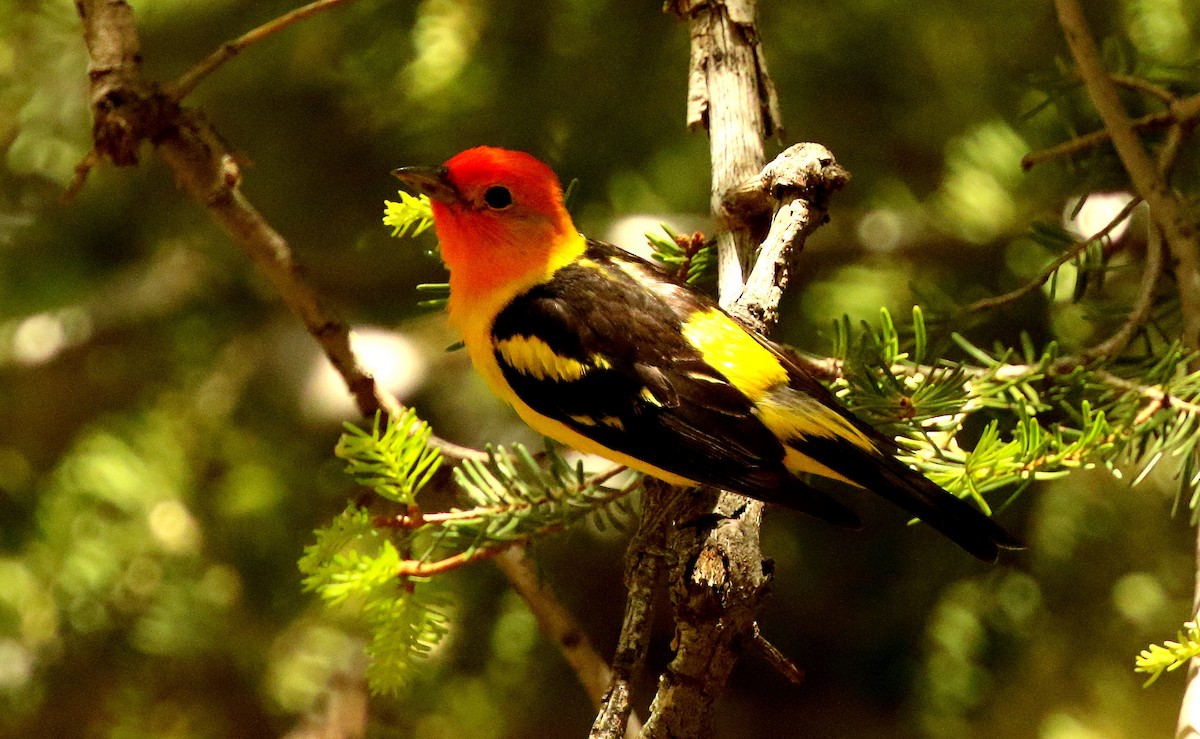 Western Tanager - ML246655471