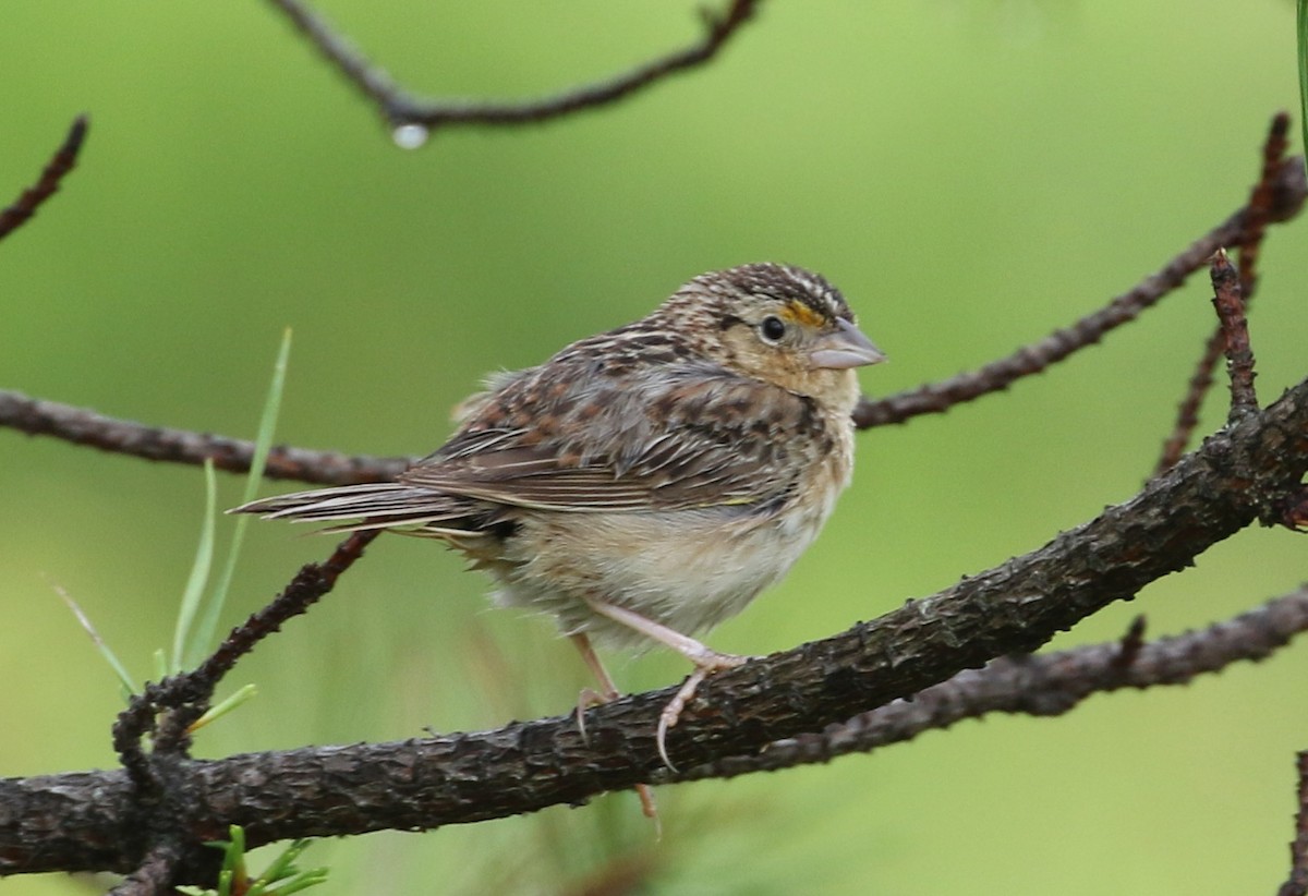 Grasshopper Sparrow - ML246659281