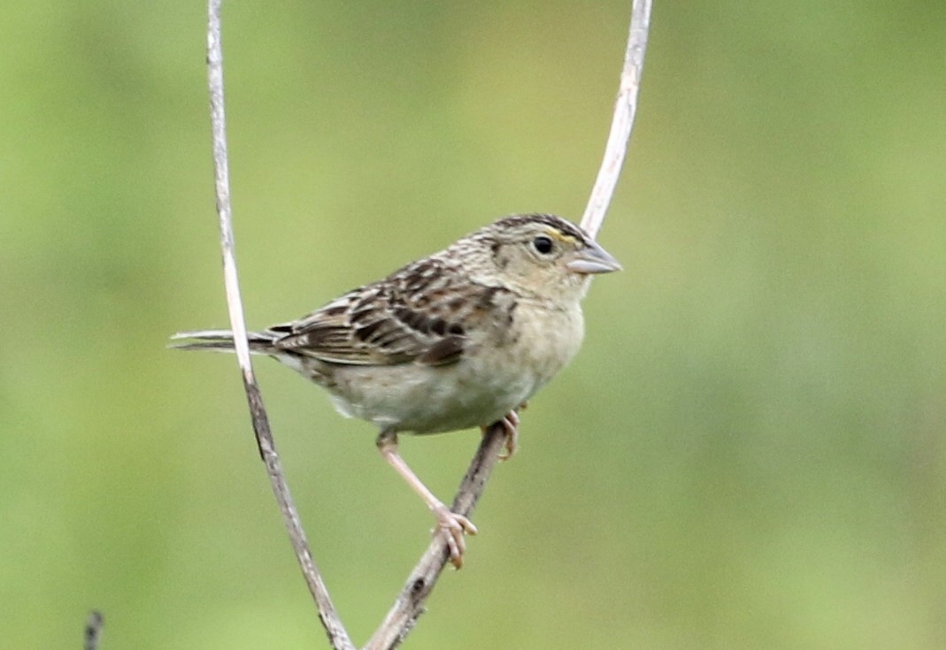 Grasshopper Sparrow - Robert Dixon