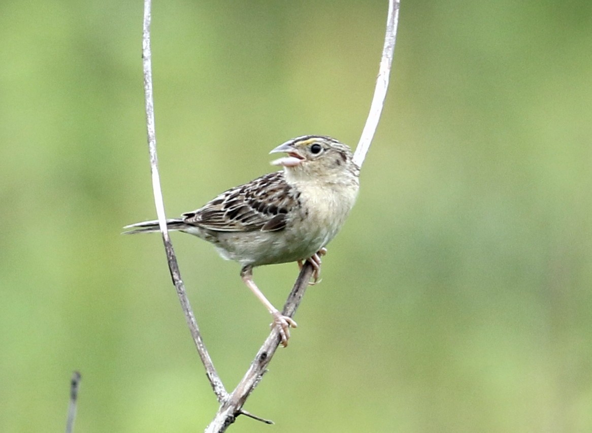 Grasshopper Sparrow - ML246659451