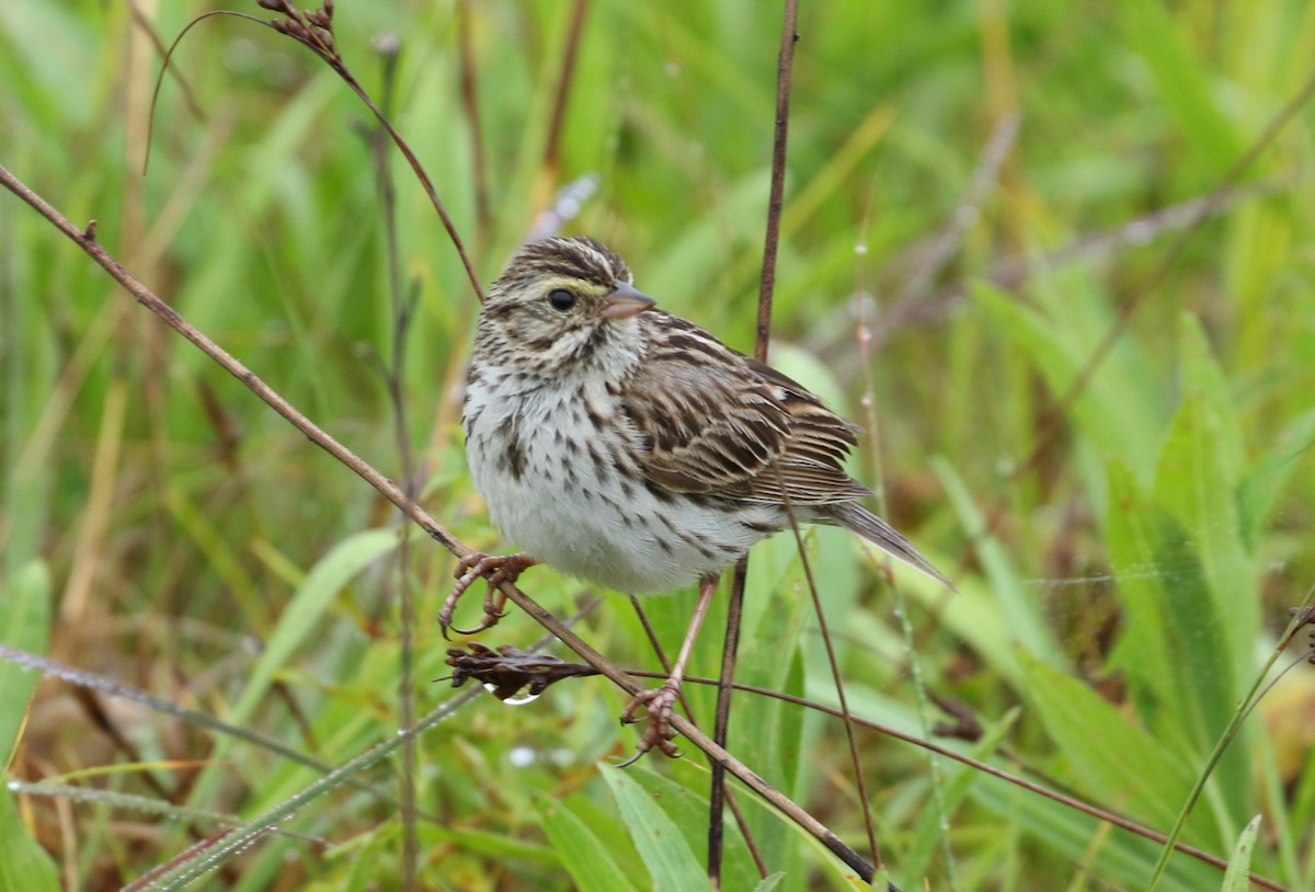 Savannah Sparrow - ML246659881