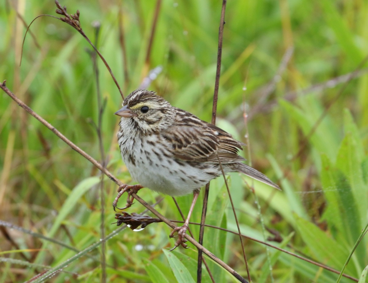 Savannah Sparrow - ML246659901