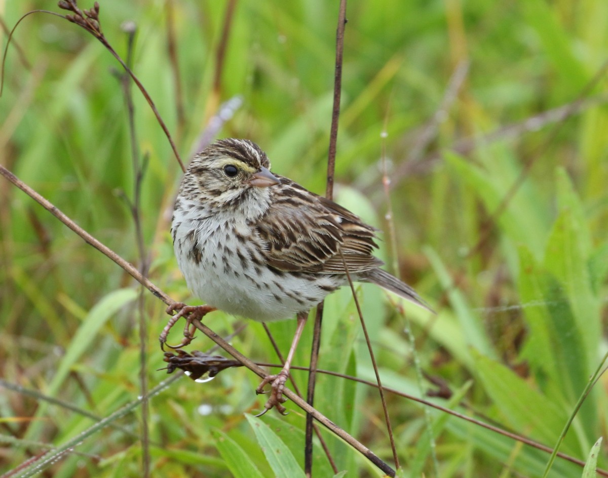 Savannah Sparrow - ML246659971