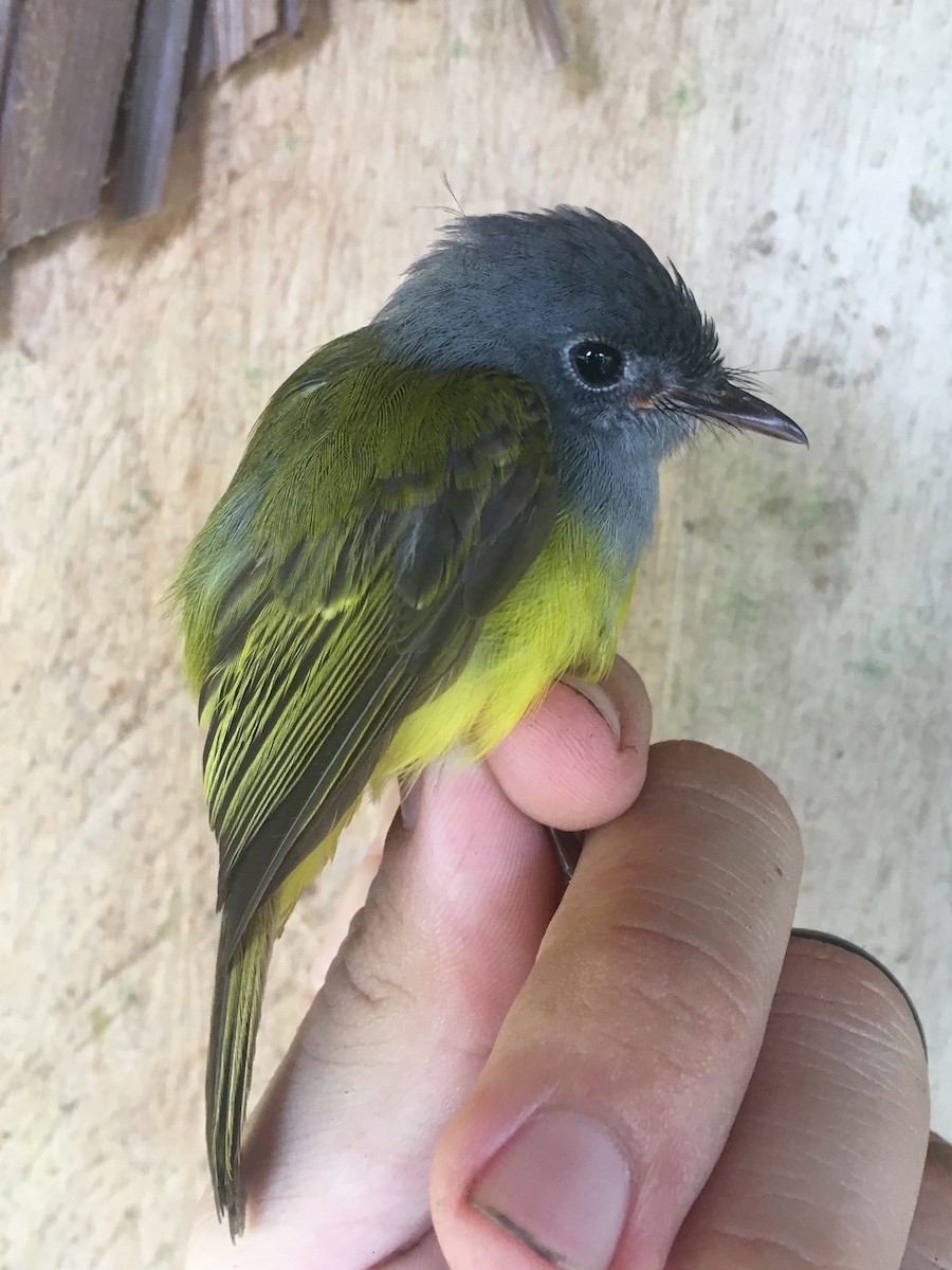 Gray-headed Canary-Flycatcher - ML246662191