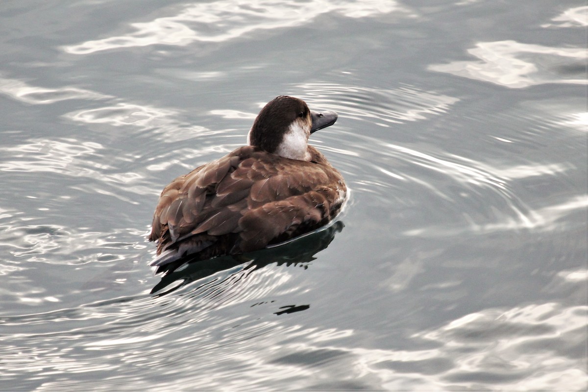 Common Scoter - Manfred Schleuning